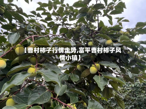 【曹村柿子行情走势,富平曹村柿子风情小镇】-第2张图片